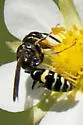 Philanthus bilunatus - photo 4