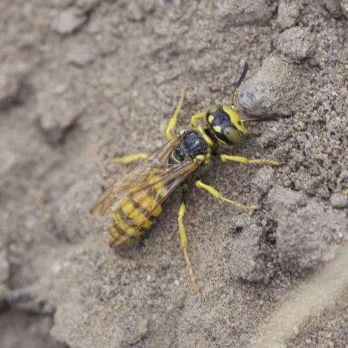 Philanthus crabroniformis