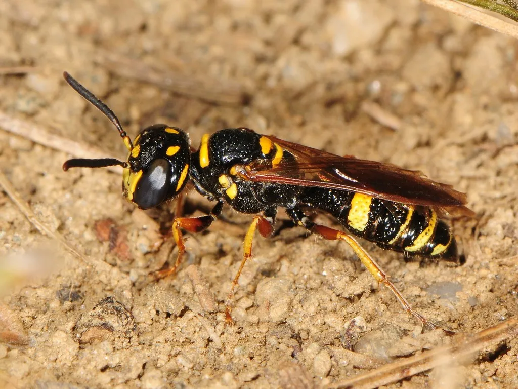 Philanthus gibbosus
