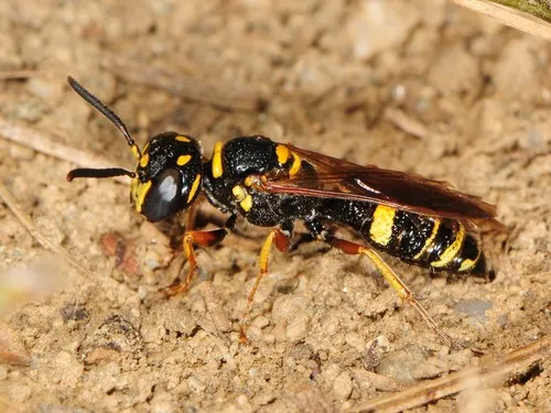 Philanthus gibbosus - photo 2