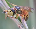 Philanthus gloriosus - photo 2