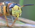 Philanthus gloriosus - photo 3