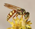 Philanthus gloriosus - photo 4