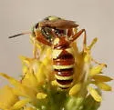 Philanthus gloriosus - photo 5