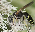 Philanthus lepidus