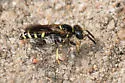 Philanthus lepidus - photo 2