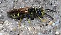 Philanthus lepidus - photo 3