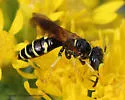 Philanthus lepidus - photo 4