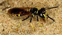 Philanthus lepidus - photo 5