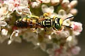 Philanthus multimaculatus