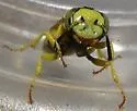Philanthus multimaculatus - photo 2