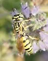 Philanthus multimaculatus - photo 3