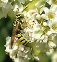 Philanthus multimaculatus - photo 4