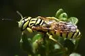 Philanthus multimaculatus - photo 5