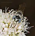 Philanthus nasalis