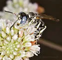 Philanthus nasalis - photo 2