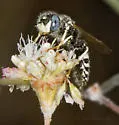 Philanthus nasalis - photo 3