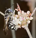 Philanthus nasalis - photo 4