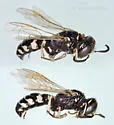 Philanthus nasalis - photo 5