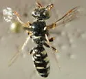 Philanthus pacificus
