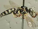 Philanthus pacificus - photo 2