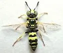 Philanthus pacificus - photo 3