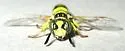 Philanthus pacificus - photo 4