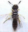 Philanthus pacificus - photo 5