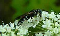 Philanthus politus
