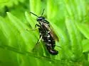 Philanthus politus - photo 2