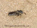 Philanthus politus - photo 3