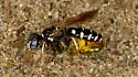 Philanthus politus - photo 4