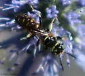 Philanthus politus - photo 5