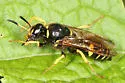 Philanthus sanbornii