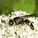 Philanthus sanbornii - photo 2