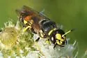 Philanthus sanbornii - photo 3