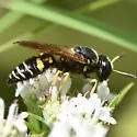 Philanthus sanbornii - photo 4