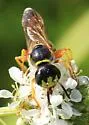 Philanthus sanbornii - photo 5