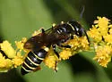Philanthus solivagus