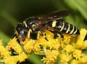 Philanthus solivagus - photo 2