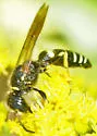 Philanthus solivagus - photo 3