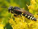 Philanthus solivagus - photo 4