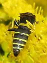 Philanthus solivagus - photo 5