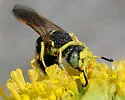 Philanthus ventilabris