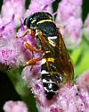 Philanthus ventilabris - photo 2