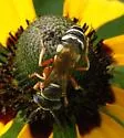 Philanthus ventilabris - photo 3