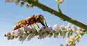 Philanthus ventilabris - photo 4