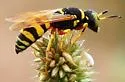 Philanthus ventilabris - photo 5
