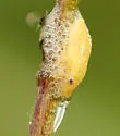 Philaronia abjecta