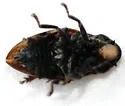 Philaronia canadensis